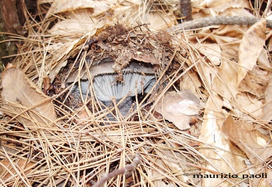 Ci siamo quasi.....(Hygrophorus marzuolus)